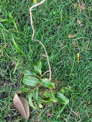 Heteropterys laurifolia