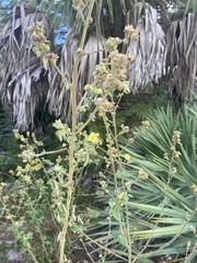 Sida cordifolia