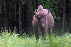 Bison bonasus