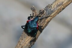 Alcaeorrhynchus grandis