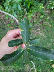 Heteropterys laurifolia