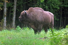Bison bonasus