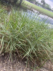 Panicum repens