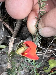 Gompholobium ecostatum