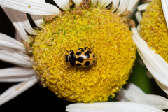 Ceratomegilla notata