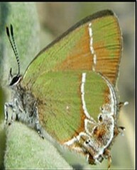 Callophrys xami xami