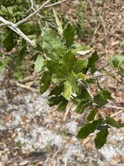 Quercus minima