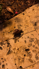 Lissachatina fulica