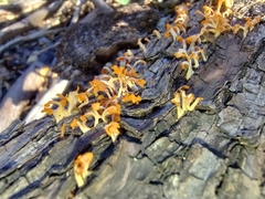 Dacrymycetaceae