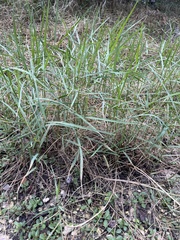 Panicum repens