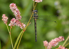 Micromidia convergens