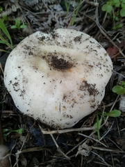 Virescentinae