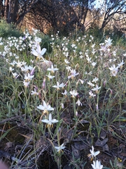 Hesperantha bachmannii