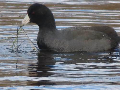 American Coot photographed in New Jersey