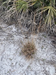 Andropogon floridanus