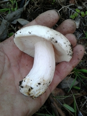 Virescentinae