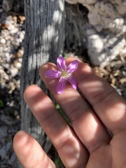 Geranium caespitosum
