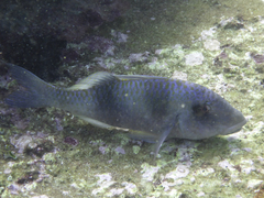 Parupeneus crassilabris