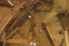 Culicinae