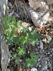 Geranium caespitosum