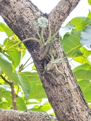 Tillandsia caput-medusae