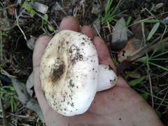 Virescentinae