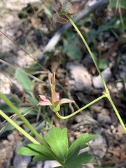 Geranium caespitosum