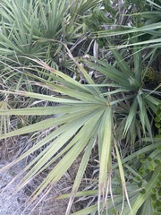 Serenoa repens