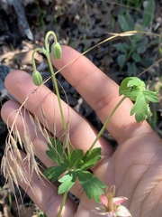 Geranium caespitosum