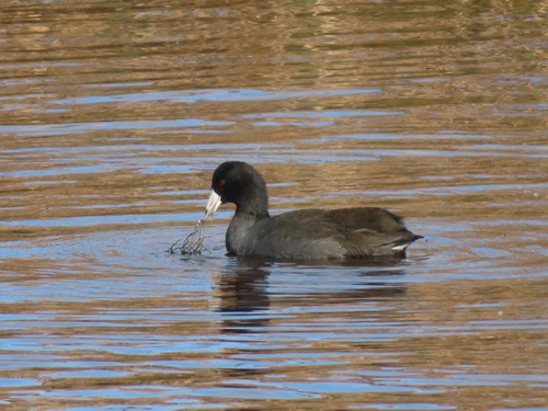 American Coot photographed in New Jersey