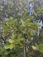 Laguncularia racemosa