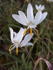 Hesperantha bachmannii