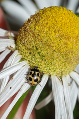 Ceratomegilla notata