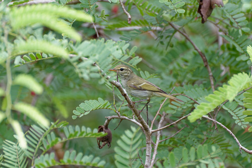 Two-barred Warbler