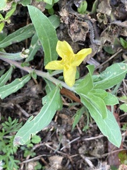 Oenothera laciniata