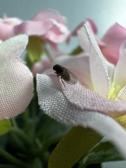 Drosophila repleta