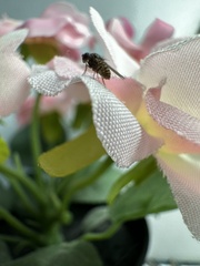 Drosophila repleta