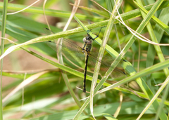 Micromidia convergens