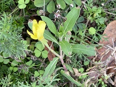 Oenothera laciniata