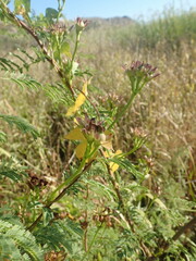 Erythrostemon gilliesii