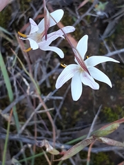 Hesperantha bachmannii