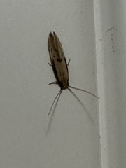 Tinea apicimaculella