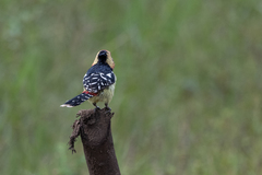 Trachyphonus vaillantii