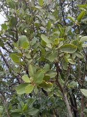 Laguncularia racemosa