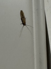 Tinea apicimaculella