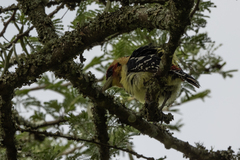 Trachyphonus vaillantii