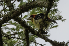 Trachyphonus vaillantii