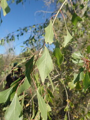 Populus mexicana