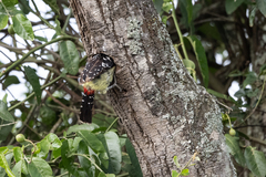 Trachyphonus vaillantii