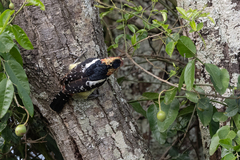 Trachyphonus vaillantii